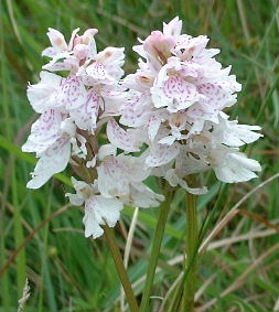 Dactylorhiza_aus_dem_Moor.JPG