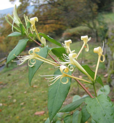 Lonicera_similis.jpg