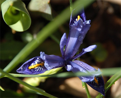 iris_040208.jpg