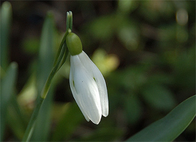 schneegloeckchen2_040208.jpg