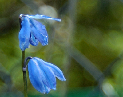 scilla_040208.jpg