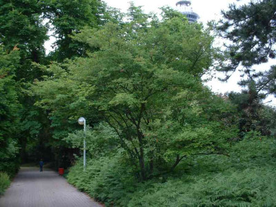 Kupferfelsenbirne_Luisenpark.jpg