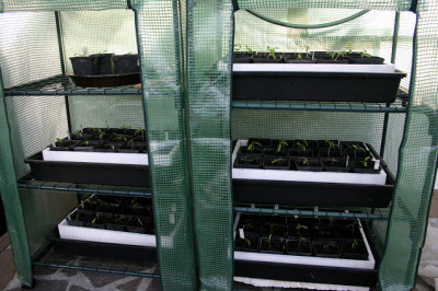 Tomaten0508a.jpg