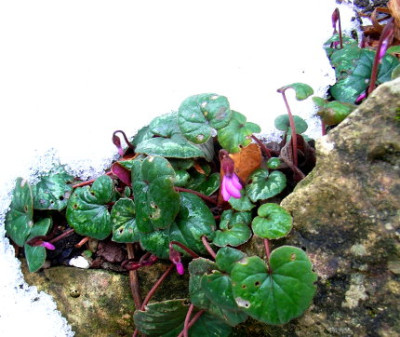 cyclamen2.09.JPG