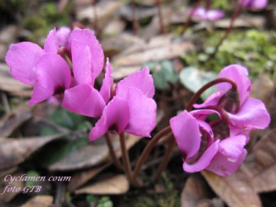 Cyclamen_coum_00101.jpg