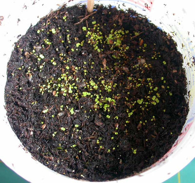 Sedum_sempervivoides_17.3.09.jpg