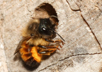 Osmia_bicornis_-_Rote_Mauerbiene_m06.jpg