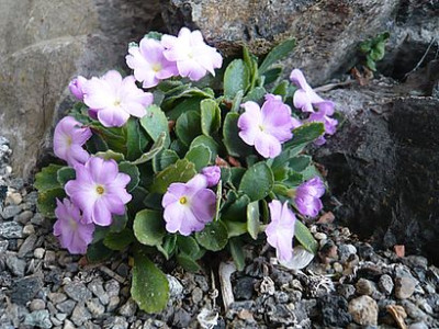 Primula_allionii_1_fars_2009.jpg