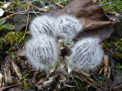 Pulsatilla_halleri_taurica_fars_2009.jpg