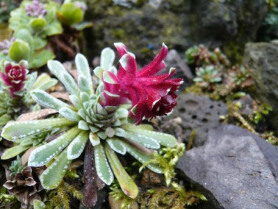 Saxifraga_grisebachii_fars_2009.jpg