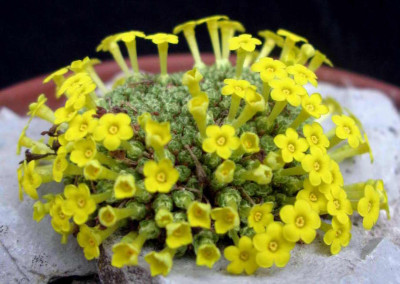 Dionysia_tapetodes_2009-03-23.JPG