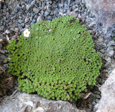 Dionysia_curviflora_fars_2009.jpg