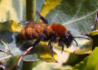 Andrena_fulva_-_Rotpelzige_Sandbiene_w15.jpg