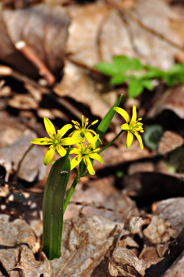 20090328-Lobau-88.jpg