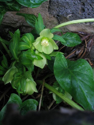 Helleborus_viridis.jpg