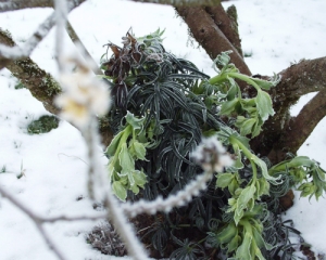 Kaukasische_Helleborus.jpg