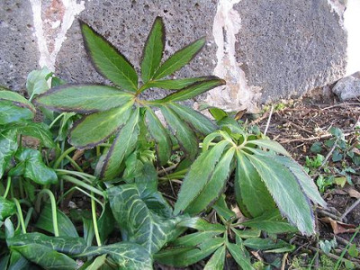 Helleborus_multifidus.jpg