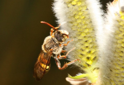 Nomada_lathburiana_-_Wespenbiene_m21a_9mm.jpg