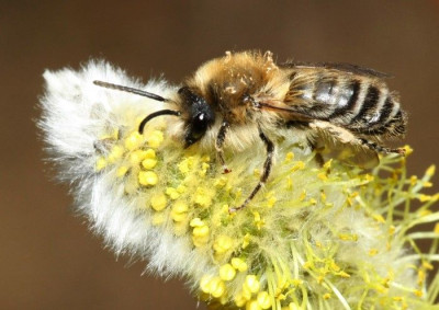 Colletes_cunicularius_-_Weiden-Seidenbiene_27_13mm_-_Sandgrube_Niedringhaussee.jpg