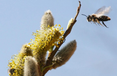 x-Andrena-89.jpg