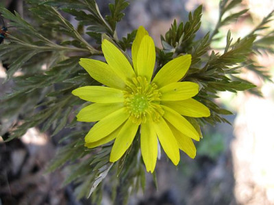 Adonis_amurensis_00811.jpg