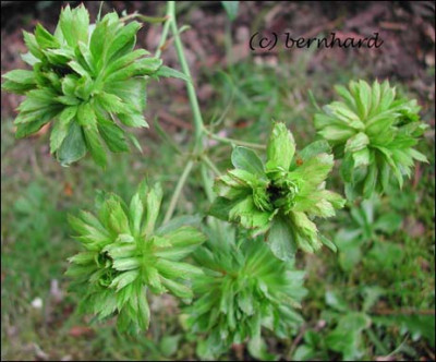 rosa_chinensis_viridiflora.jpg