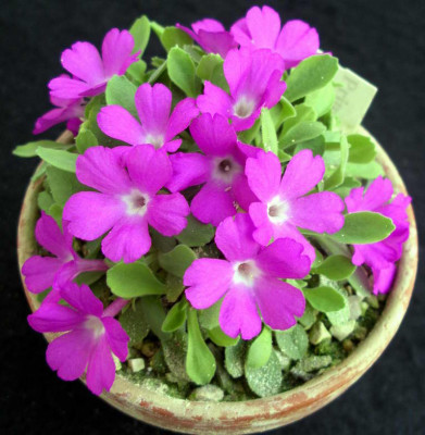 Primula_allionii_Perkie_2009-04-04.JPG