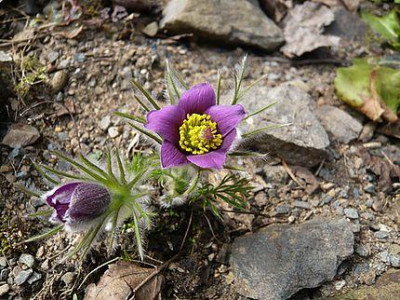 Pulsatilla_vulgaris_Jura_Zwerg_fars_2009.jpg