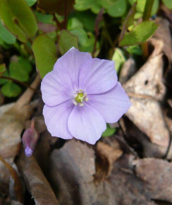 Jeffersonia_dubia_fars_2009.jpg