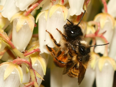 Osmia_bicornis_-_Rote_Mauerbiene_01f_Paarung_-_Garten.jpg