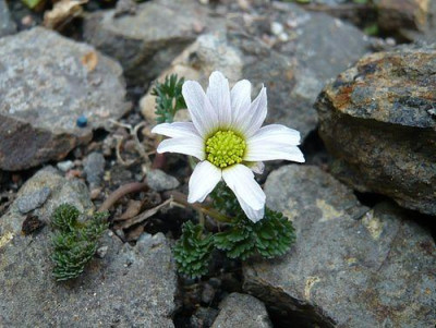 Callianthemum_kernerianum_fars_2009.jpg