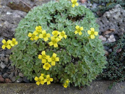 Draba_fars_2009.jpg