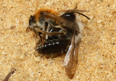 Andrena_barbilabris_-_01a_10mm_Paarung.jpg