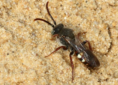 Nomada_alboguttata_-_Wespenbiene_m01_8mm.jpg