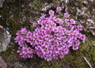 Saxifraga_Hybr._2009-04-08.JPG