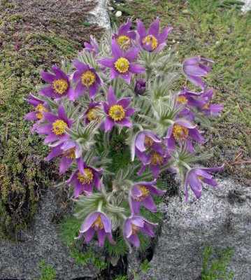 Pulsatilla_vulgaris_2009-04-08.JPG