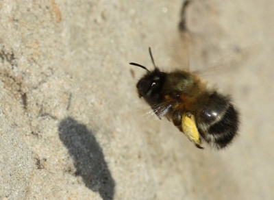 Anthophora_plumipes_-_Pelzbiene_w09b_14mm_beim_Polleneintrag.jpg