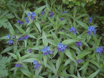 Lithospermum.jpg