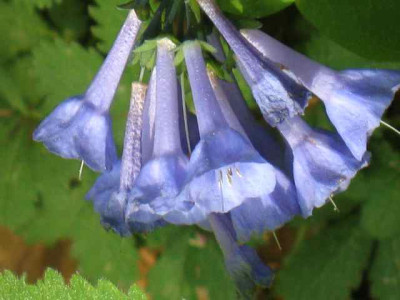 Mertensia_pulmonarioides_IMG_2158.jpg