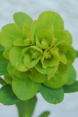 Euphorbia_robbiae_bluhend.jpg