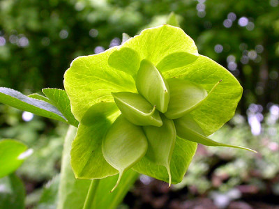 Tantum_Verde_28.4.09.jpg