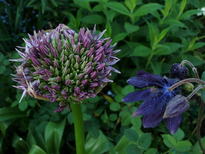 allium_aquilegia.jpg