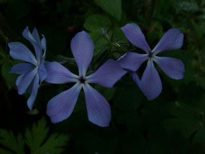 phlox2009.jpg