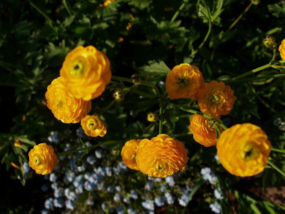 ranunculus2009.jpg