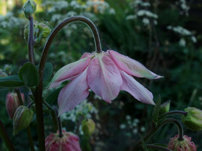 akelei_clematis_rosa.jpg