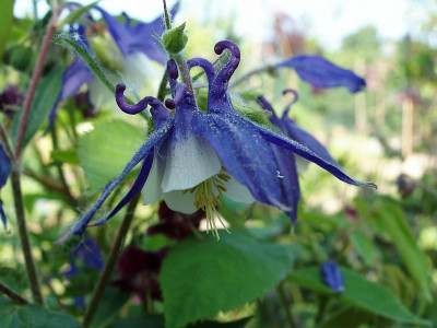 akelei_schmal_blauwei.jpg