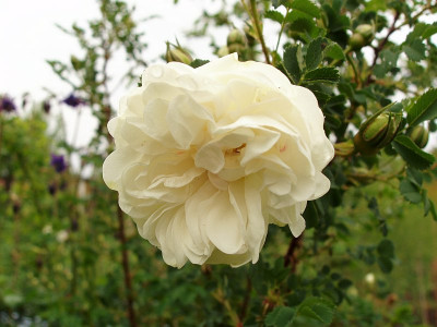 rosa_pimpinellifolia_var_latifolia.jpg