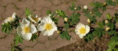 Rosa_sericea_f._pteracantha_0010__45002.jpg