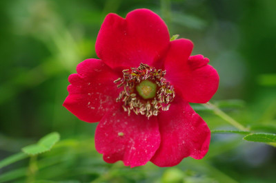 IMGP2181R.o.Geranium.jpg