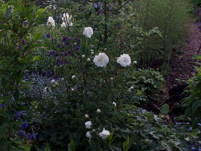 rosa_pimpinellifolia_latifolia_ganzkoerper.jpg